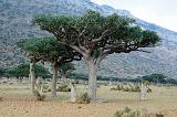 IMG_5324 Socotran Frankincense, Homhill, Socotra